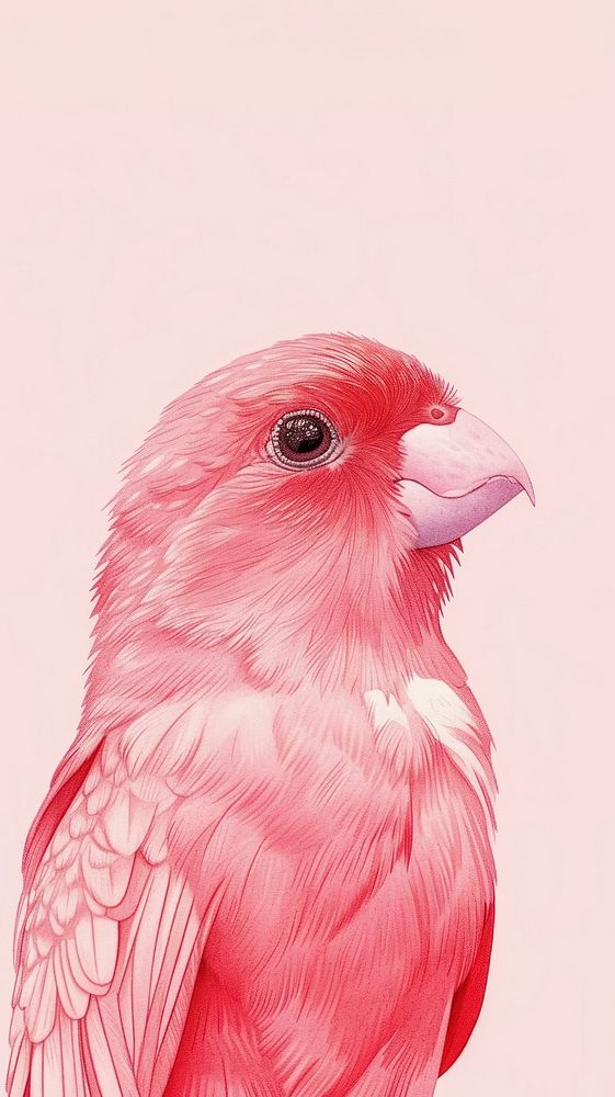Realistic vintage drawing of tropical bird animal canary sketch.