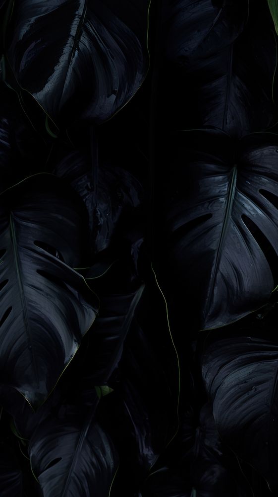 Black monstera wallpaper backgrounds darkness outdoors.