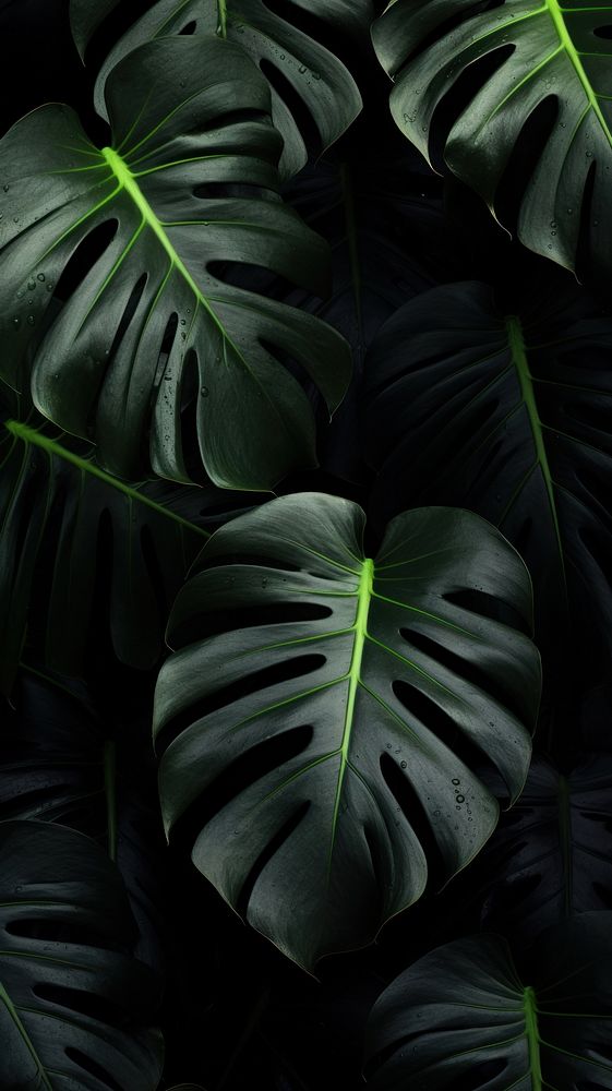 Black monstera wallpaper outdoors plant green.