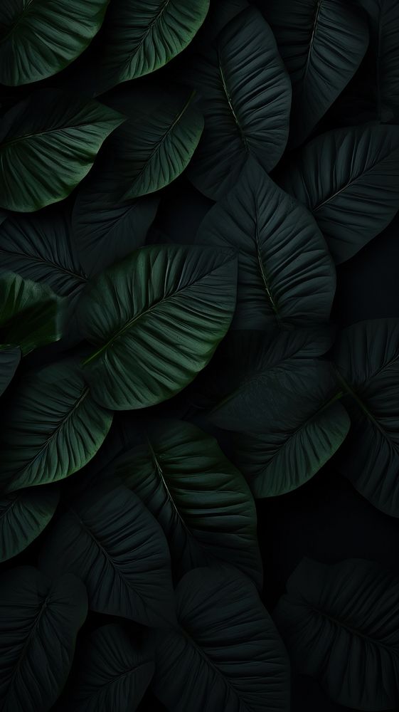 Leaf wallpaper black backgrounds darkness.