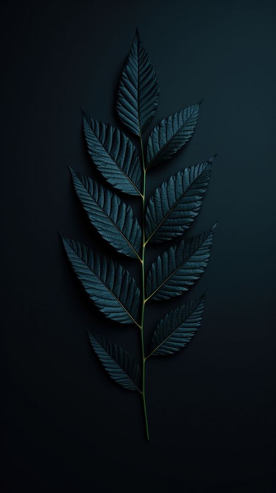 Leaf wallpaper black plant darkness.