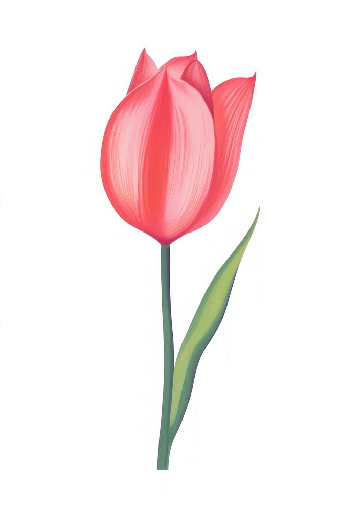 Tulip blossom flower petal.