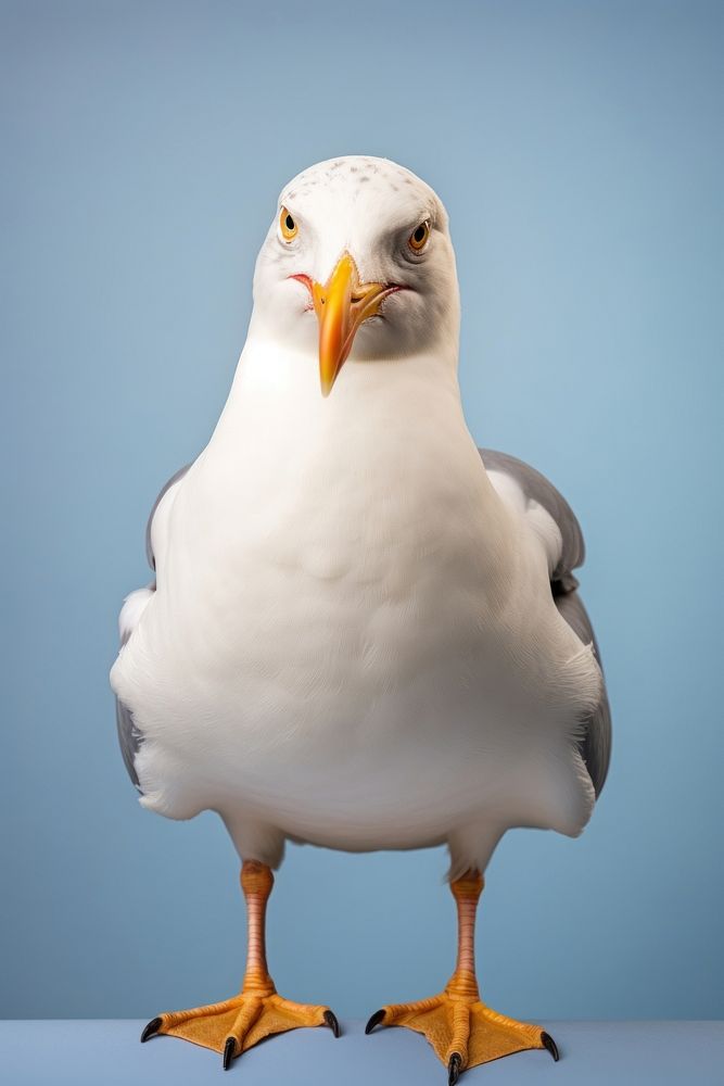 Seagull animal white bird.