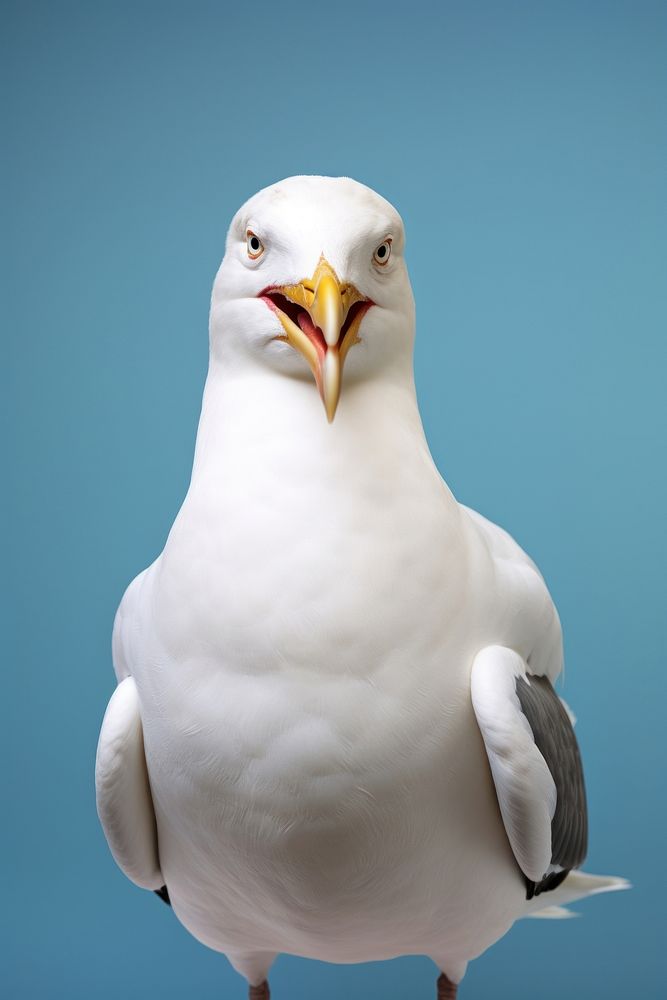 Seagull portrait animal white.