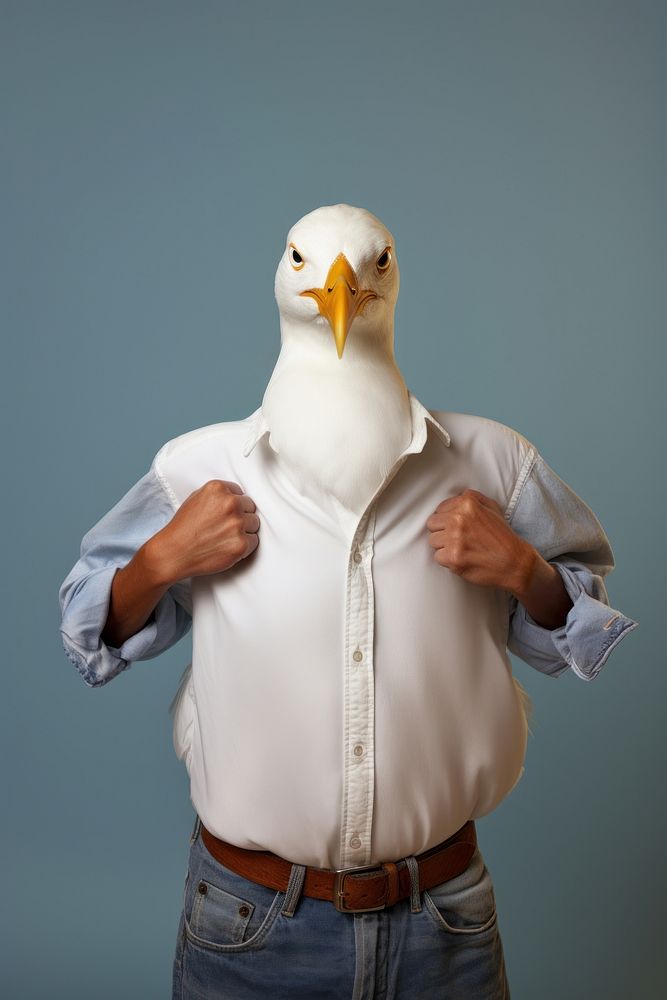 Portrait seagull animal white.
