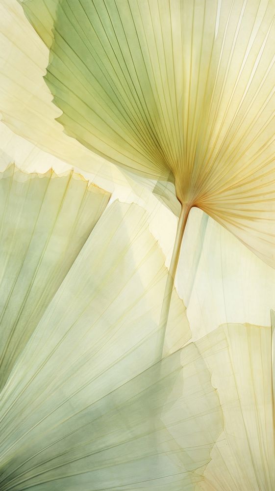 Fan palm leaf abstract plant petal.