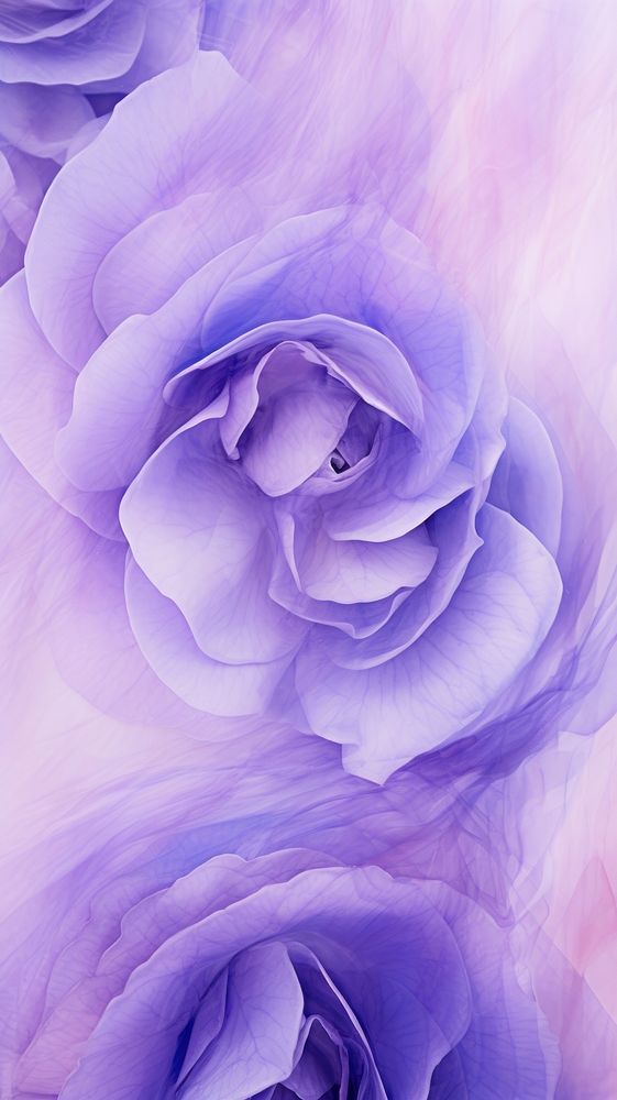 Purple roses abstract flower petal.