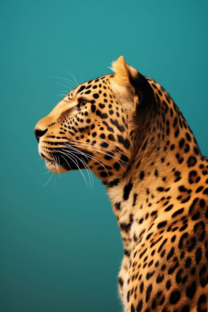 Leopard side portrait profile wildlife | Premium Photo - rawpixel