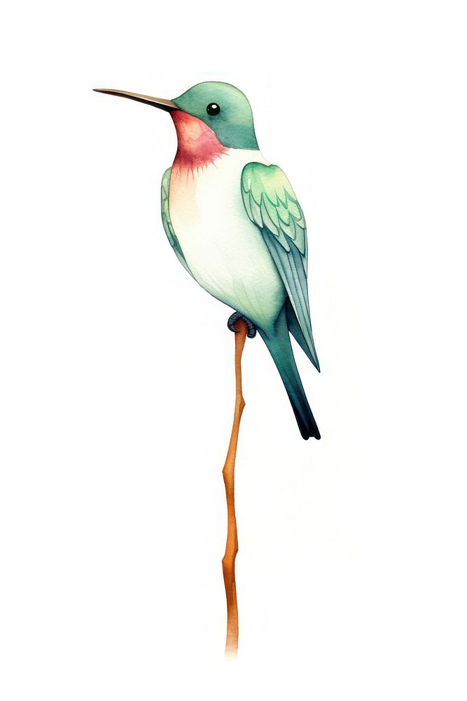 Cute watercolor illustration of a hummingbird animal beak white background.