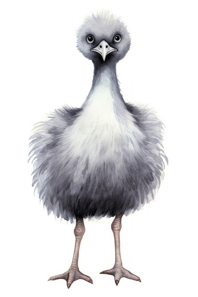 Cute watercolor illustration of a ostrich animal bird beak.