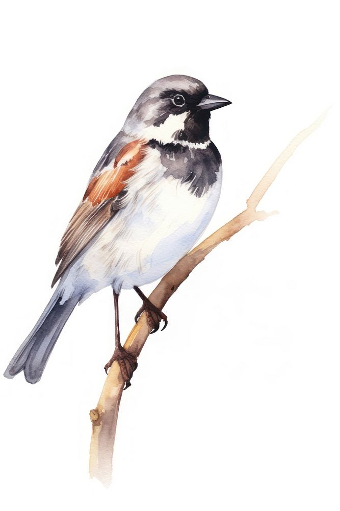 Cute watercolor illustration of a sparrow animal bird white background.