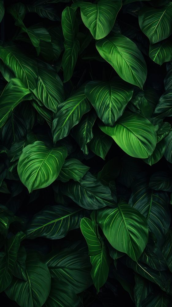 Green Aesthetic Wallpaper green plant leaf.