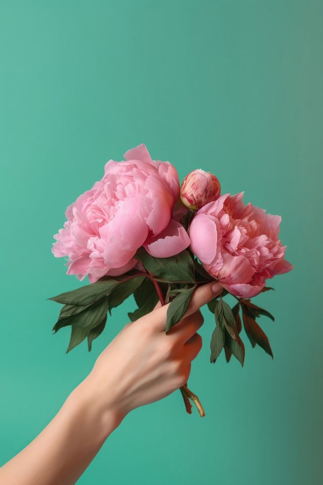 Peonies holding flower petal.