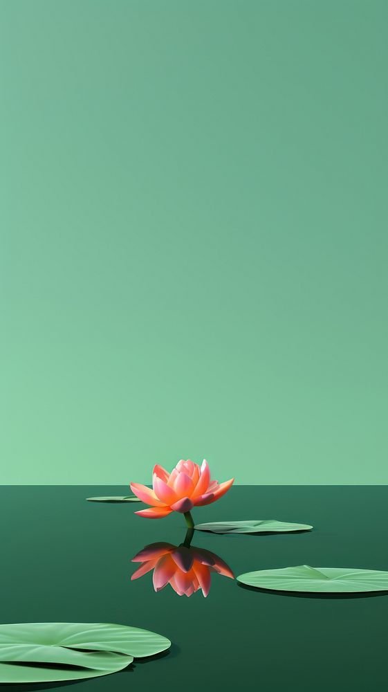 Pond with water lilly green flower petal.