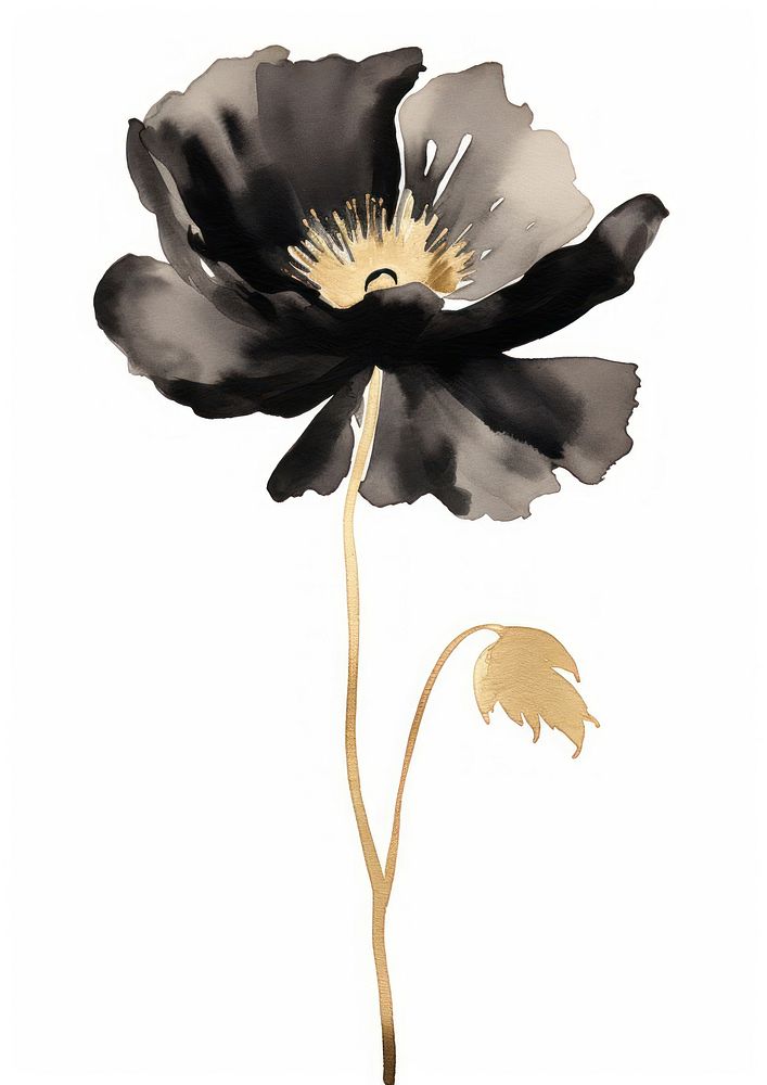 Black color poppy flower petal plant.