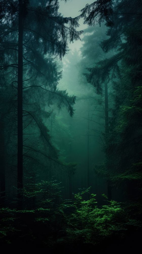 Dark forest mist green outdoors | Premium Photo - rawpixel