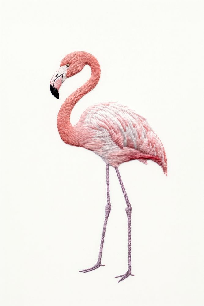 Little flamingo animal bird wildlife.