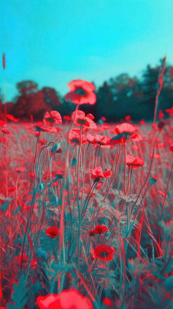 Anaglyph sunset meadow outdoors flower plant.