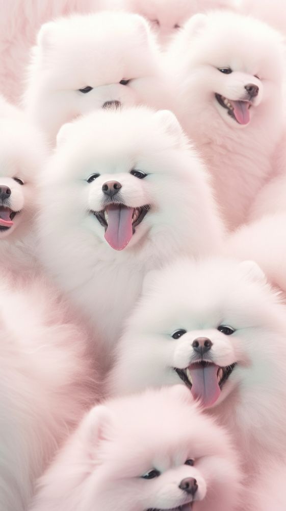Fluffy pastel samoyed mammal animal cute.