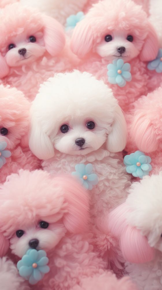 Fluffy pastel Poodle poodle mammal animal.