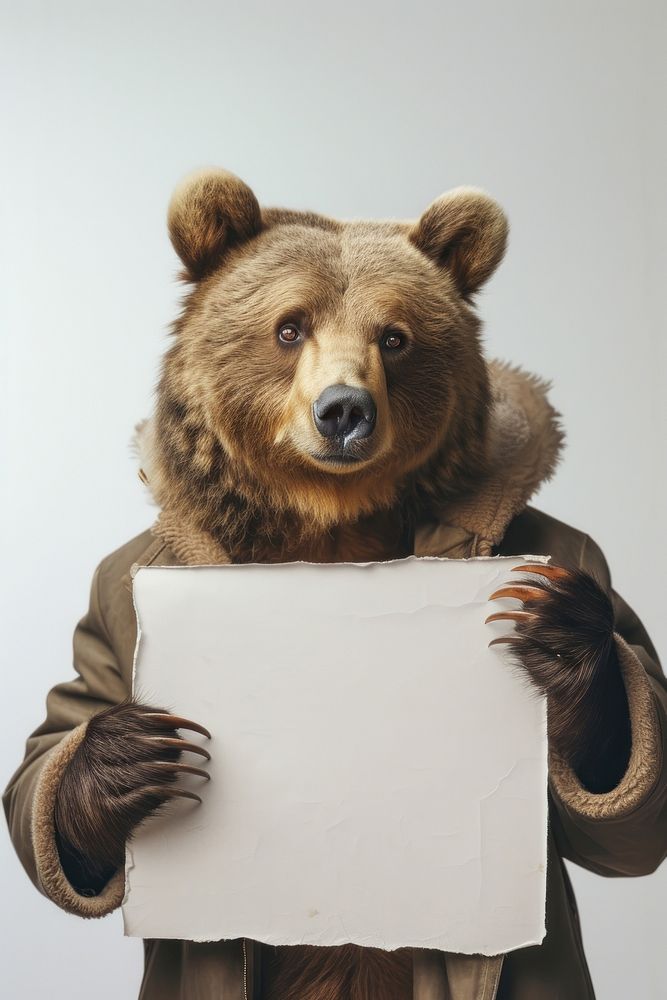 Animal bear wildlife portrait.