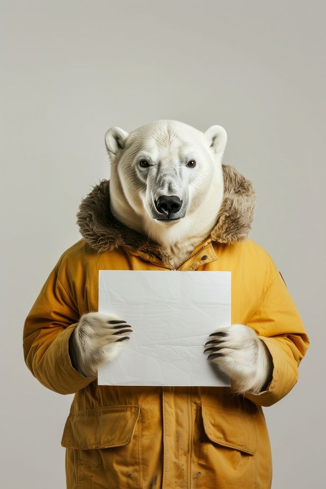 Animal bear wildlife portrait.