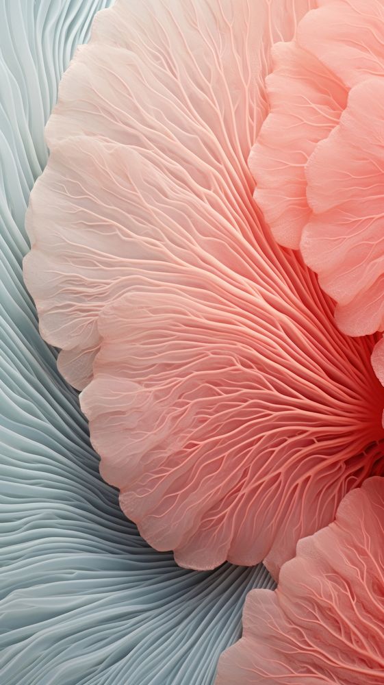 Coral abstract flower petal.