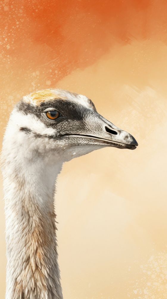 Desert animal bird beak emu.