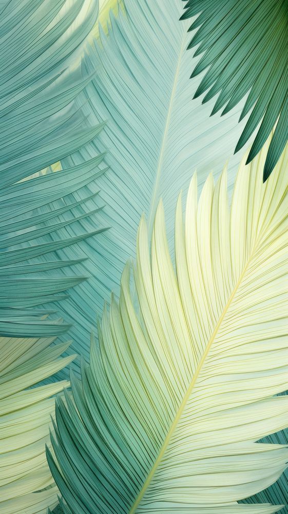 Palm leaves pattern outdoors nature plant.