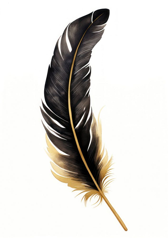 Black color feather white background lightweight fragility.