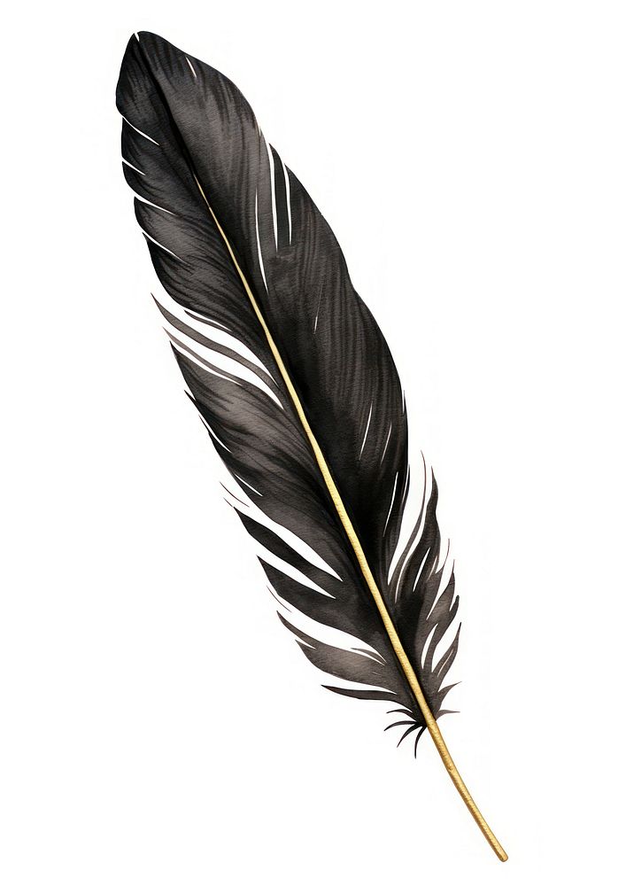Black color feather leaf white background lightweight.