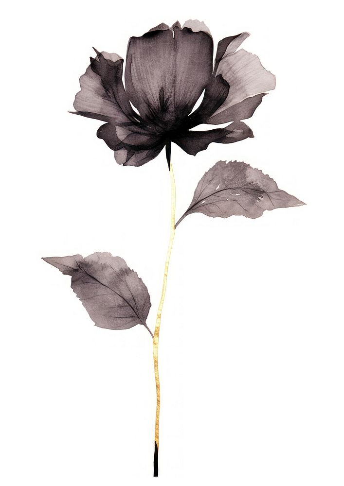 Black color flower blooom petal plant leaf.