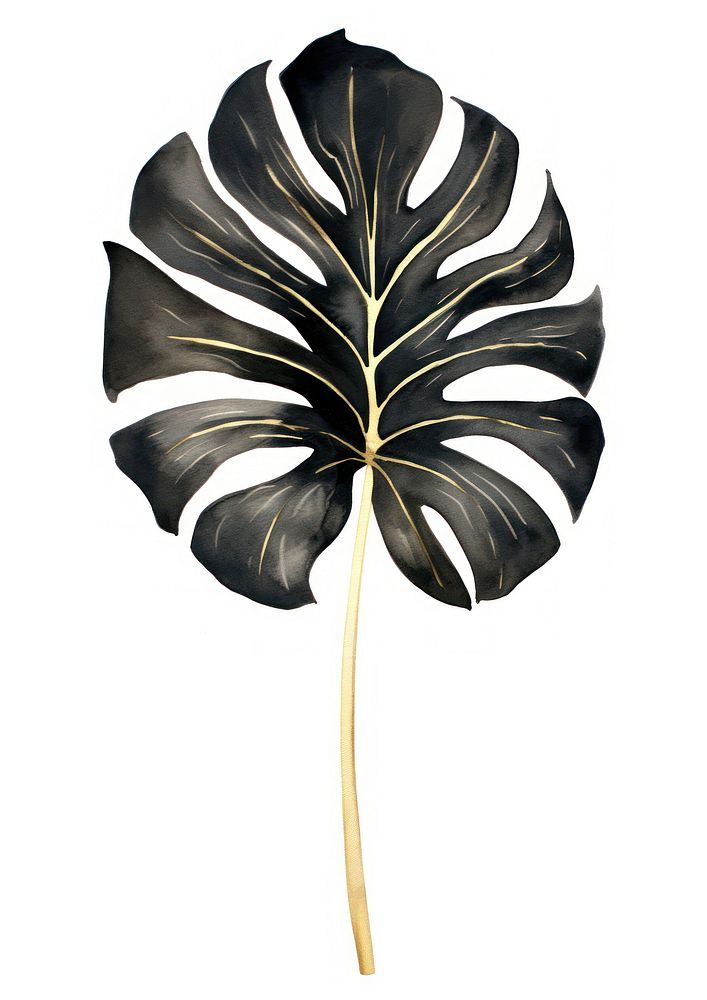 Black color monstera plant leaf white background.