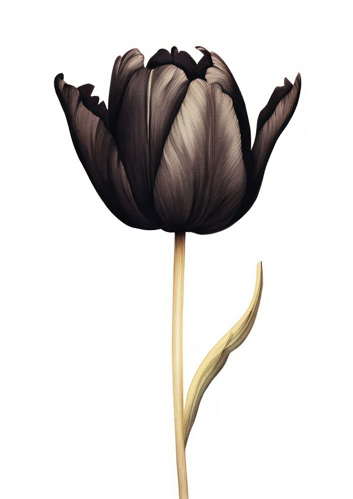Black color tulip flower plant white background.