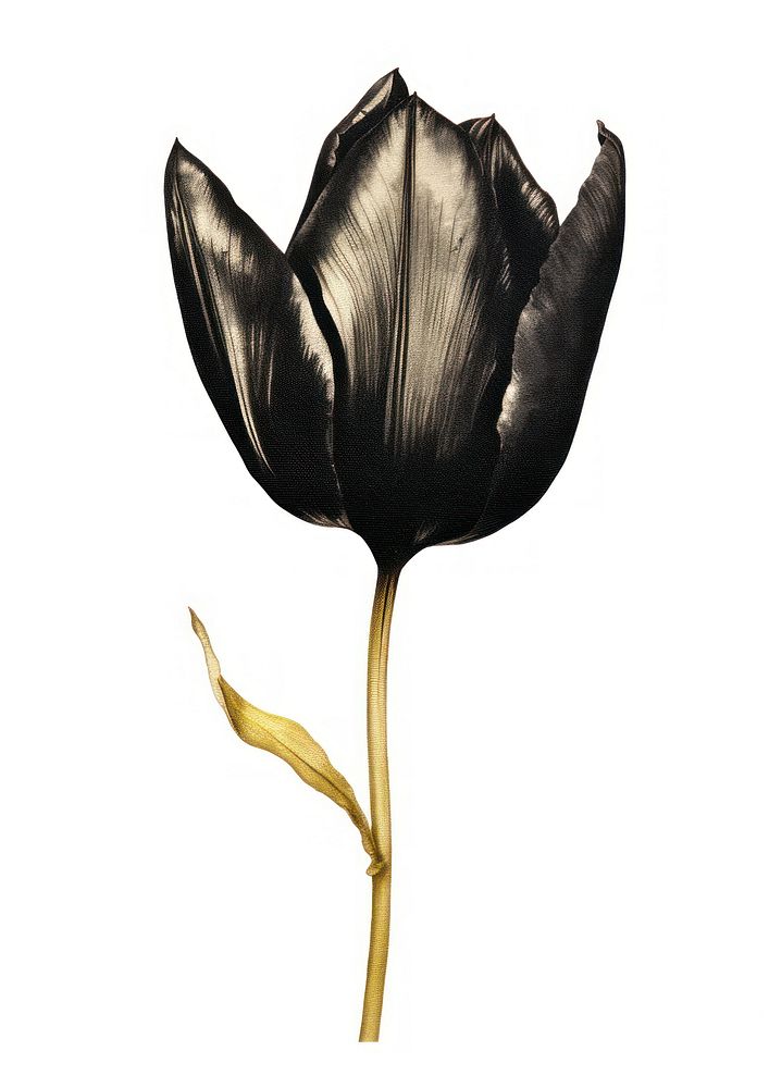 Black color tulip flower petal plant.