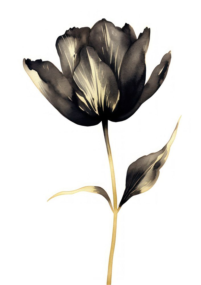 Black color tulip flower petal plant.