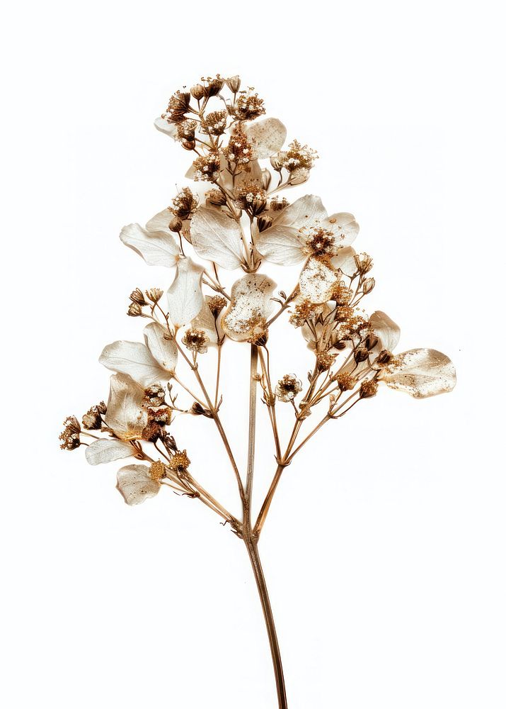 White dried flower blossom plant white background.