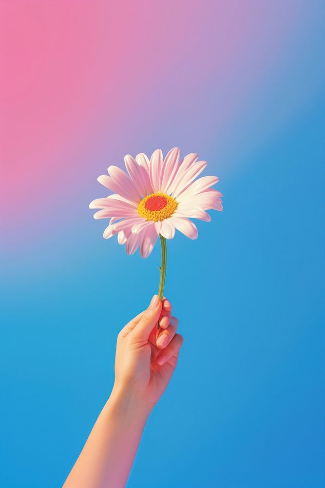 Flower daisy hand holding.