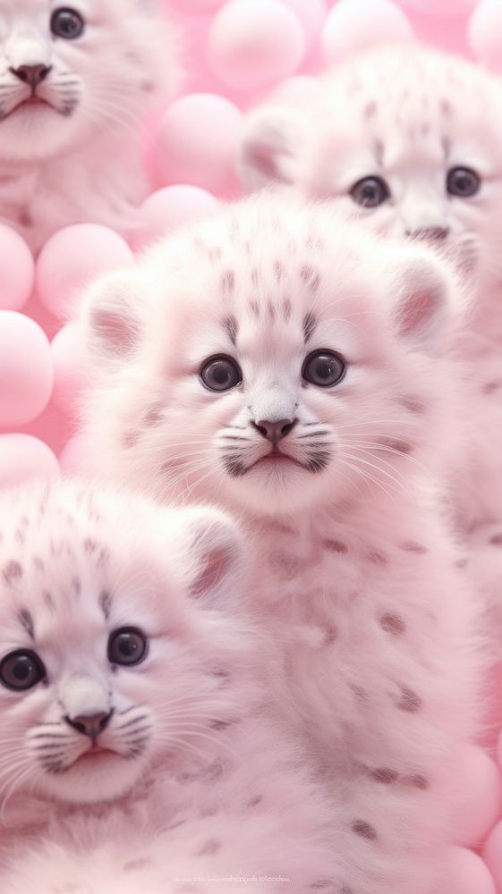 Cheetah animal mammal kitten.