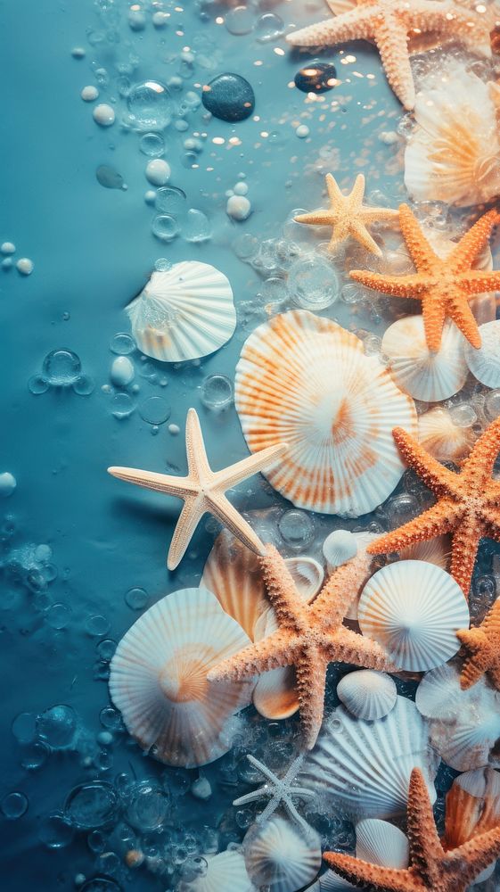 Sea seashell starfish outdoors.