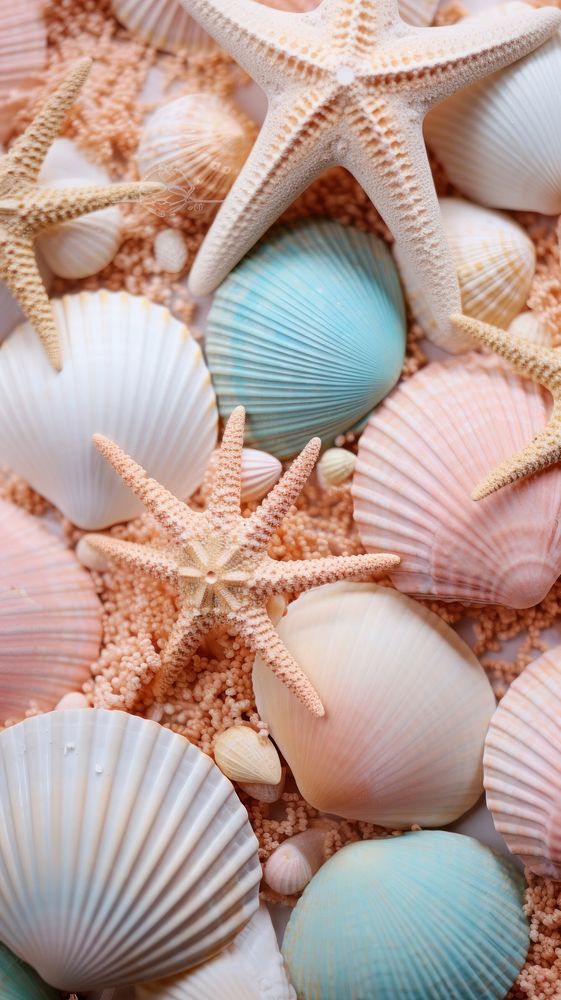 Sea seashell clam invertebrate.