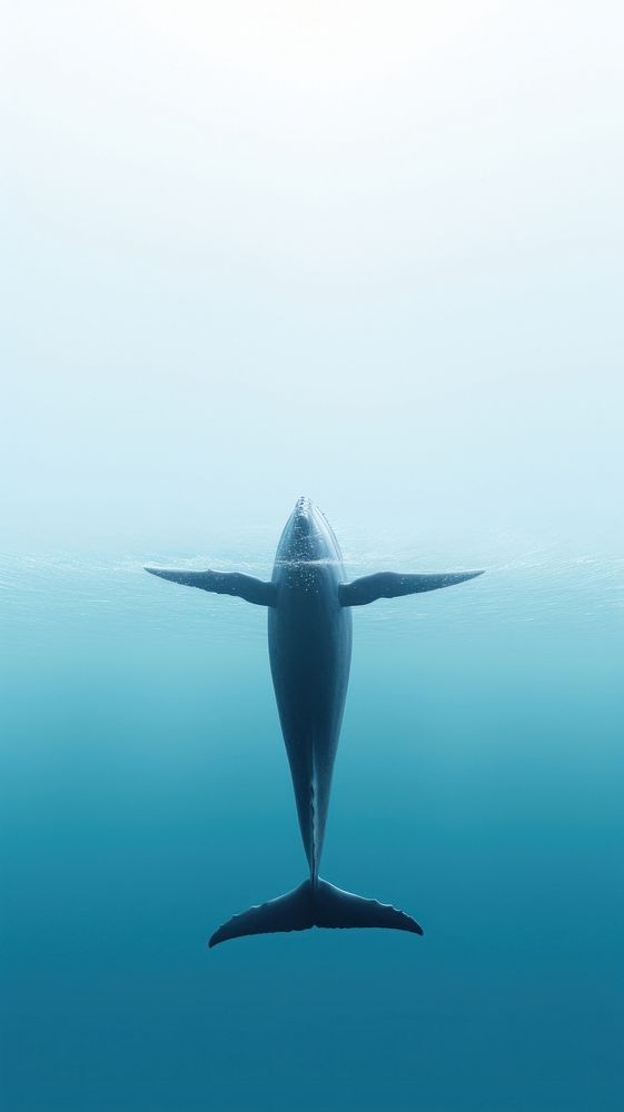 Sea wallpaper whale animal shark.