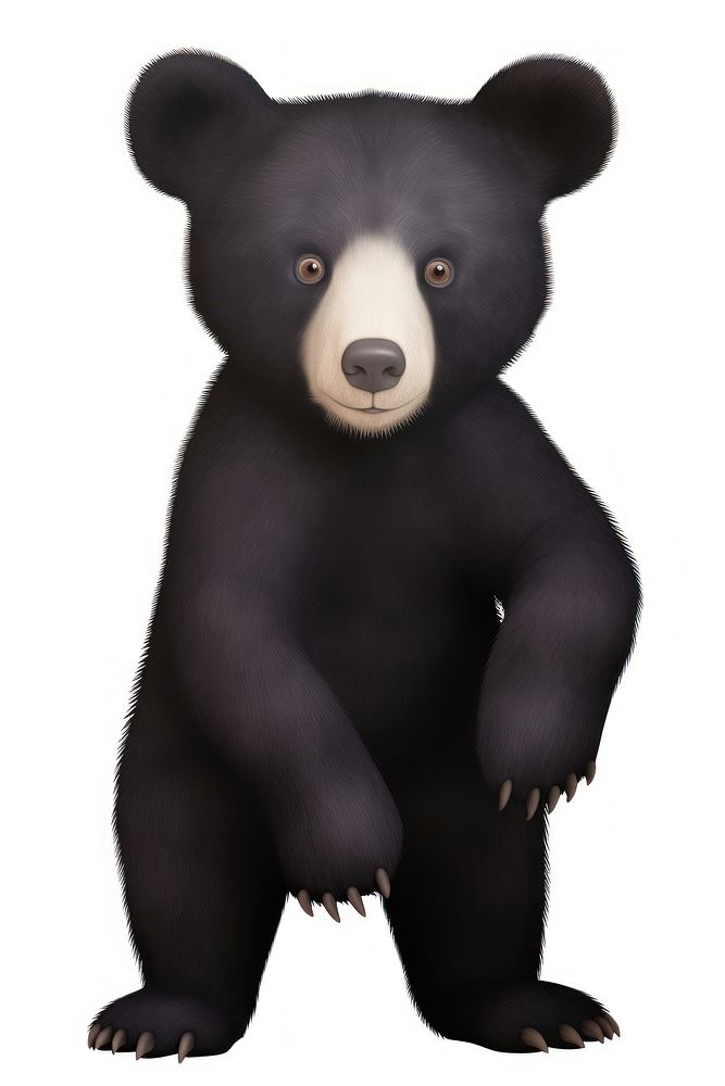Black bear wildlife mammal animal.
