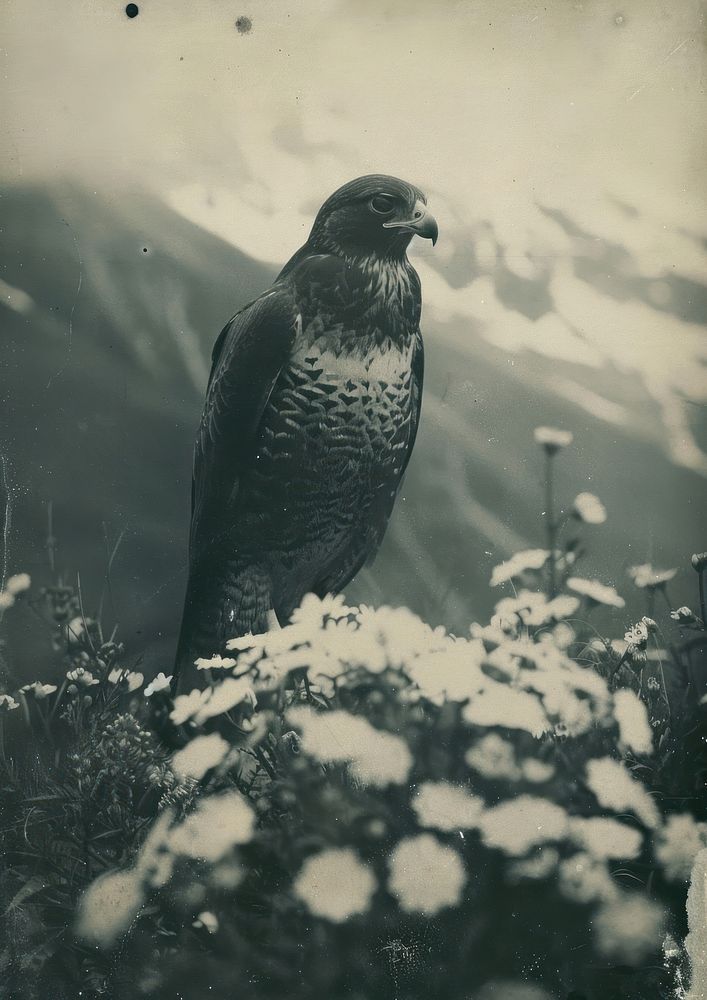 Falcon surrounded by flower animal bird monochrome.