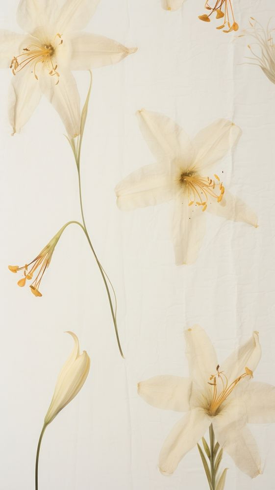 Real pressed Madonna lily flowers petal plant wall.