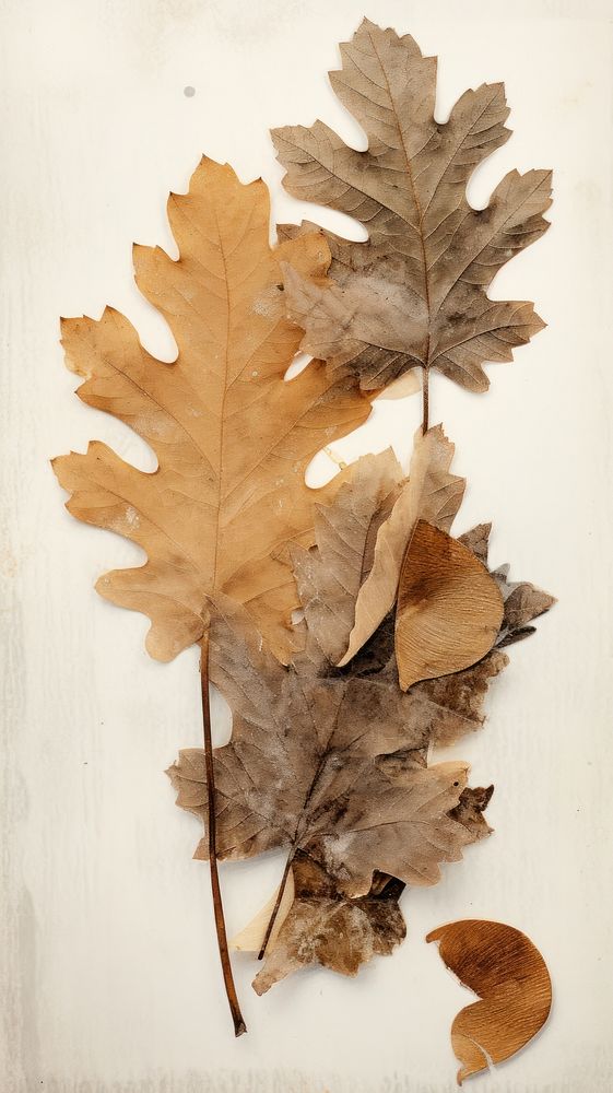 Real pressed oak leaves plant leaf tree.