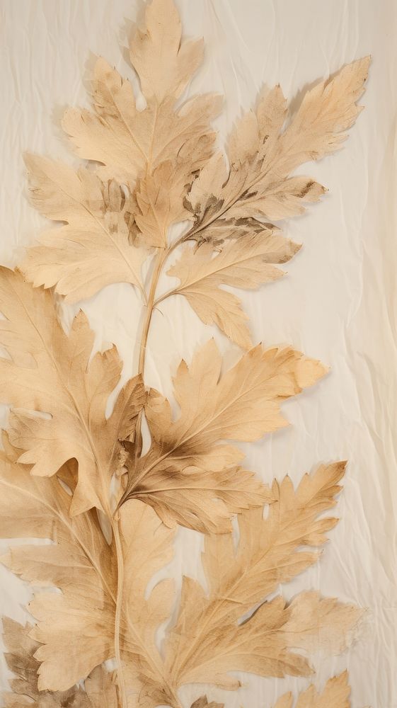 Real pressed acanthus leaves backgrounds plant leaf.