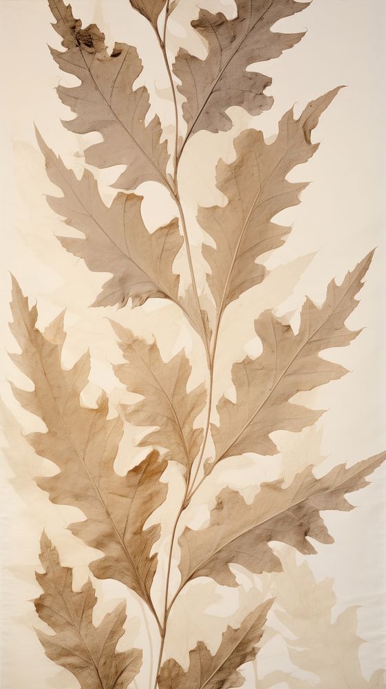Real pressed acanthus leaves backgrounds wallpaper plant.