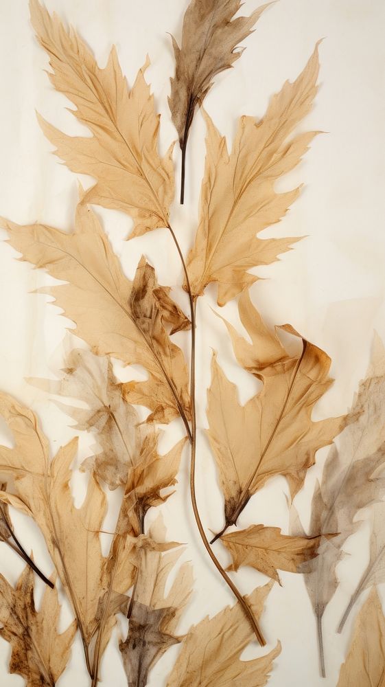 Real pressed acanthus leaves backgrounds plant leaf.