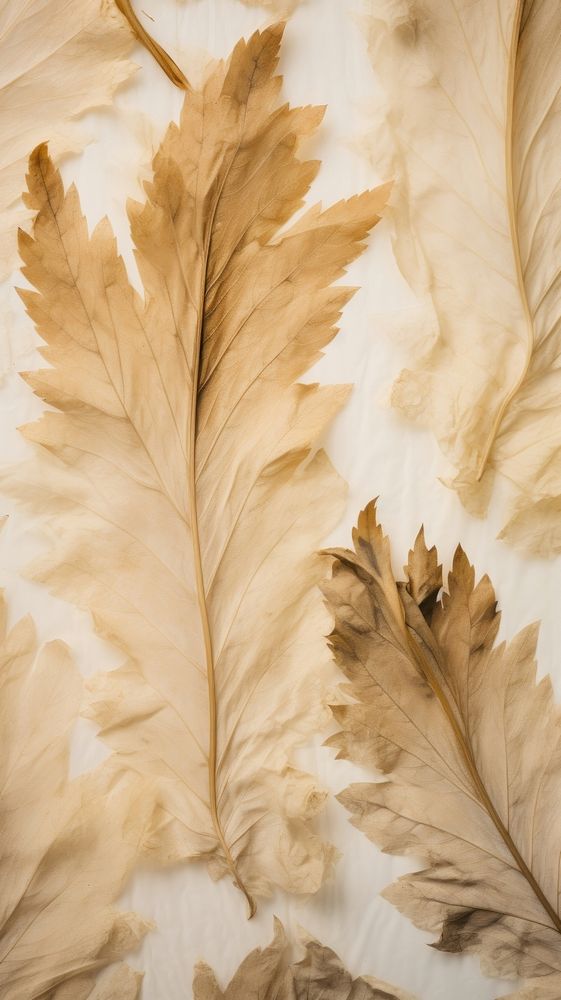Real pressed acanthus leaves backgrounds textured plant.